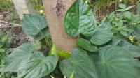 Alocasia cucullata