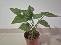 Alocasia cucullata