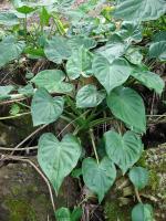 Alocasia cucullata