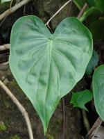 Alocasia cucullata