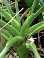 Alocasia cucullata