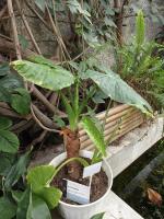Alocasia cucullata