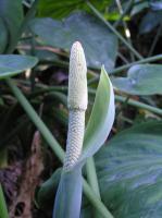 Alocasia cucullata