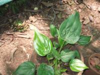Alocasia cucullata