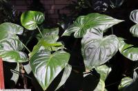 Alocasia cucullata