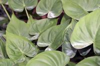Alocasia cucullata