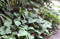 Alocasia cucullata