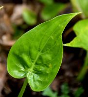 Alocasia cucullata