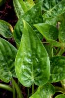 Alocasia cucullata