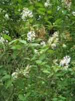 Lilas de l'Himalaya