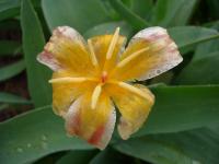 Tulipe n&eacute;nuphar