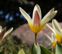 Tulipe n&eacute;nuphar