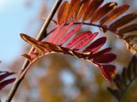 Sorbier &agrave; feuilles de foug&egrave;re
