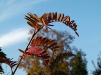 Sorbier &agrave; feuilles de foug&egrave;re
