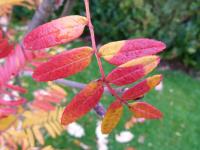 Sorbier &agrave; feuilles de foug&egrave;re
