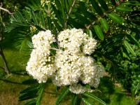 Sorbier &agrave; feuilles de foug&egrave;re