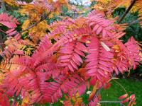 Sorbier &agrave; feuilles de foug&egrave;re