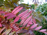 Sorbier &agrave; feuilles de foug&egrave;re