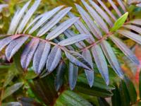 Sorbier &agrave; feuilles de foug&egrave;re