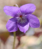 Violette du Labrador