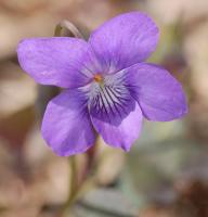 Violette du Labrador