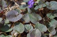 Violette du Labrador