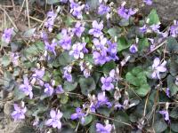 Violette du Labrador
