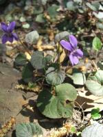 Violette du Labrador