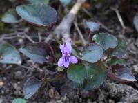 Violette du Labrador