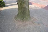 Tilleul commun