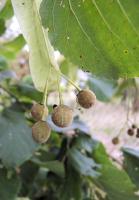Tilleul commun