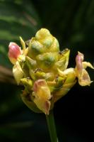 Calathéa ornata