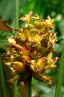 Calathéa ornata