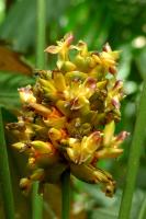 Calathéa ornata