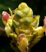 Calathéa ornata