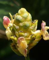 Calathéa ornata