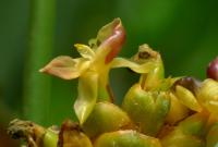 Calathéa ornata