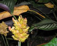 Calathéa ornata
