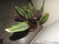 Calathéa ornata
