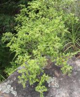 Poivrier de Sansho