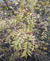 Poivrier de Sansho