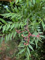 Poivrier de Sansho