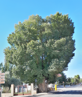 Orme champ&ecirc;tre