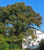 Orme champ&ecirc;tre