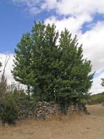 Orme champ&ecirc;tre