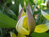 Tulipe tardive