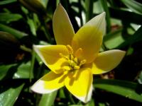 Tulipe tardive