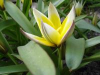 Tulipe tardive