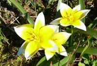 Tulipe tardive