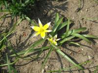 Tulipe tardive